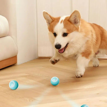 Dog Balls-Automatic Rolling Ball